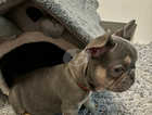 Special home needed for a special girl 8 week old KC registered French bulldog puppy