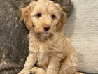 Stunning chunky miniature golden doodle puppies ready now.