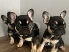 6 Gorgeous French Bulldog puppies