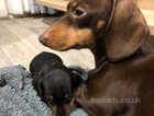 K C Miniature dachshund ALL OFERES CONSIDERED