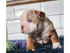 4 Stunning Exotic English Bulldogs for Sale