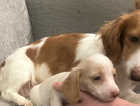 REDUCED £800 gorgeous piebalds (longhaired) ONLY 2 BOYS AVAILABLE