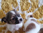 Chihuahua cross jack russell puppies