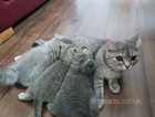Beautiful British shorthair x kittens 9 weeks old, ready to leave!