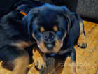 Rottweiler  puppies  For sale