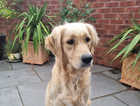 Gorgeous Golden Retriever puppies