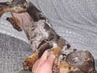 Miniature dachshund mearl