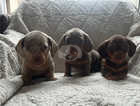 4 beautiful miniature dachshund boy pups for sale
