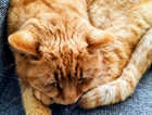 Missing orange cat, striped tail