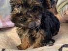 2 gorgeous yorkie puppies for sale
