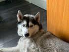 Siberian puppy 10 months old