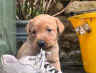 2 KC Reg fox red lab puppies for sale. Melton Mowbray. £1200