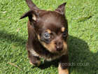 Here are some beautiful littles puppies  they are dashund x chihuahua (tweenies)