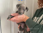 KC Registered Pedigree Blue whippet Puppies