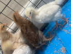 Chicks for £15