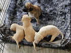 lurcher  cross Bedlington puppies for sale