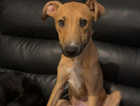Lurcher X for rehoming, only to a caring home or family