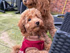 KC registered Miniature Poodle (only one left now)
