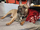 French Bulldog 11 months old.