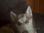 Husky for urgent rehome