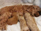TOY COCKAPOO PUPS F1B READY TO GO, MICROCHIPPED