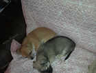 2 beautiful girls,  13 weeks old jabbed chipped and checked