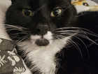 Missing Cat Cleo