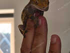 Crested gecko