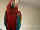 Baby Handreared Super Tame Friendly Greenwing Macaw Parrot