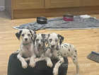 3 dalmatian boys for sale 10 weeks old KC full predicted, BARE tested