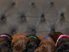Last 2! KC Registered cocker spaniel puppies