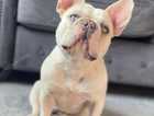 3 Beautiful French bulldog Puppies