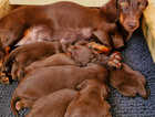 Beautiful smooth haired miniature Dachshunds