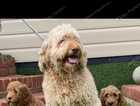 F3b labradoodle