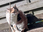 Missing in Caerphilly