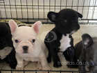 Black and Blue and pied Frenchie Pups