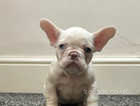 French bulldog puppy (Female, ready to leave)