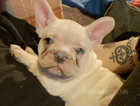 White male French bulldog AVAILABLE NOW