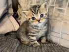 GCCF registered Bsh male kitten