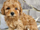 Exceptional quality Toy Poodle puppies
