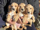 3 stunning gold cocker girls available now