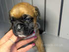 7 beautiful boxer puppies - red/white and red/black mask - bob tail and long tailed