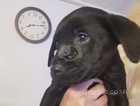 Labrador kc registered puppies