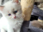 Ragdoll kitten bicolor
