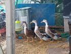 Trio of Silver Appleyard (Large Fowl) Ducks Available