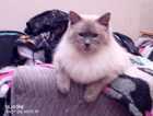 LOST CAT