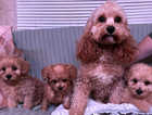 Gorgeous cavapoo puppies outstanding personality