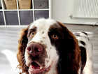 ***Dog is Neutered*** KC Registered One Year Old Springer Spaniel for Sale