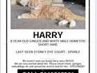 MISSING GINGER CAT - FROM SPORLE