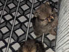 Pomeranian Pups for Sale